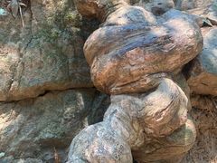 -西双版纳原始森林公园