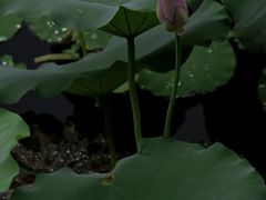 -荔湾湖公园