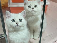 -FAELING PETS美天灵宠物(富力广场店)