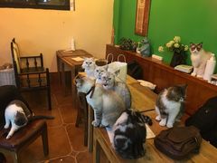 -李小姐の猫咖啡馆(五角场店)