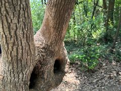 -上海佘山国家森林公园天马山园