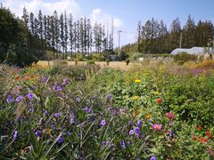 -前小桔亲子创意农场·草莓采摘·露营烧烤