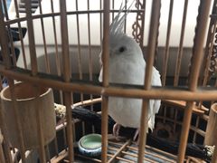 -momokira米努特·德文卷毛猫·棉花面纱犬
