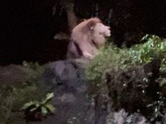 -夜间野生动物园