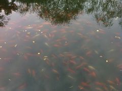 -西湖外事游船(花港观鱼码头)