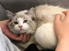 -猫大福·Fortune Cat猫舍(百子湾店)