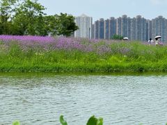 -洋湖国家湿地公园