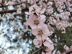 -桃花堤公园