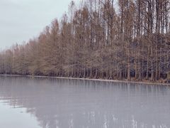 -上海海湾国家森林公园