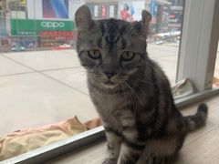 -藏猫猫咖啡主题馆(中央大道店)