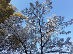 -上海共青森林公园