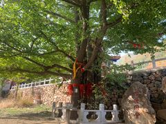 -遵化市禅林寺古银杏风景园