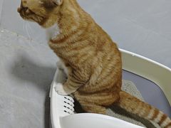 -宠颐生宠物医院·异宠猫科内科·诊疗中心宠巢店