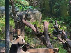 -广州长隆野生动物世界