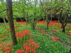 -上海共青森林公园