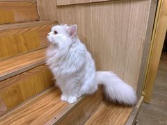 -MOCHA明星猫咖(田子坊店)