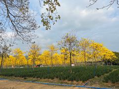 -天适樱花悠乐园