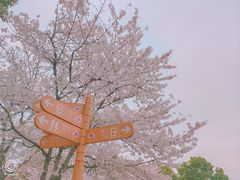 -顾村公园
