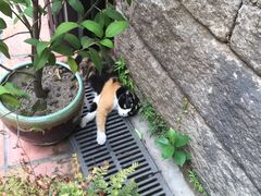 -杨桃院子咖啡吧(中华红墨店)
