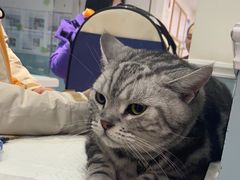 -纳吉亚猫专科动物医院·北北分院