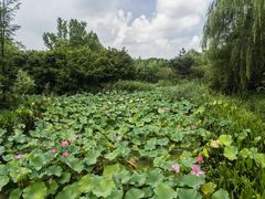 -昆山城市生态森林公园