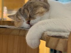 -平行世界·猫咖(首经贸店)