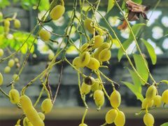-广州神农草堂中医药博物馆