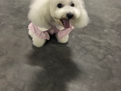 -柚子宠物(伊珊娜调理店)