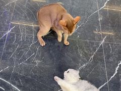 -小猫来了·猫咪专售(红山六九七九店)