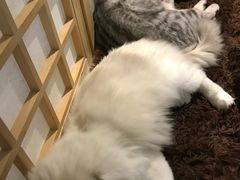 -小时光咖啡馆(开森度假森林店)
