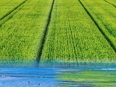 -盐城丹顶鹤湿地生态旅游区