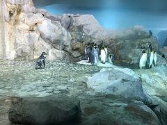-新加坡飞禽公园
