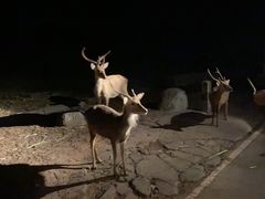 -清迈夜间动物园