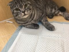 -美联众合动物医院·24h京西诊疗中心
