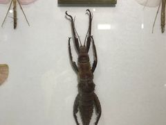 -上海昆虫博物馆