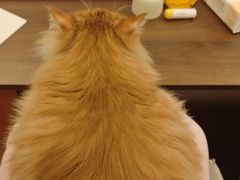 -联合动物医院(光谷诊疗中心)