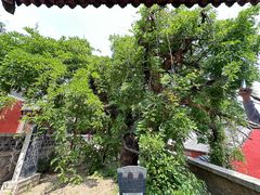 -泰山风景名胜区-普照寺