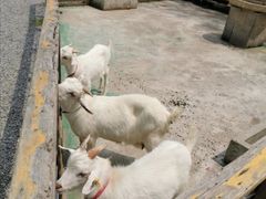 -前小桔亲子创意农场·草莓采摘·露营烧烤