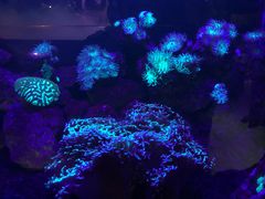 -悉尼海洋生物水族馆