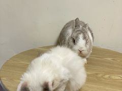 -楼上猫咖(罗湖店)