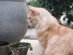 -自由生长植物工作室(深港花卉中心店)