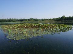 -溱湖国家湿地公园