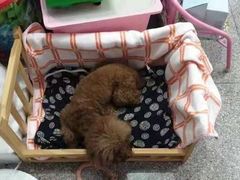 -芭比堂动物医院·心脏专科·夜诊·吉雅分院