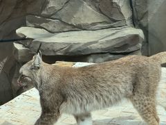 -青藏高原野生动物园