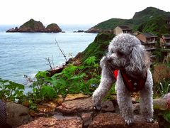 -枸杞岛