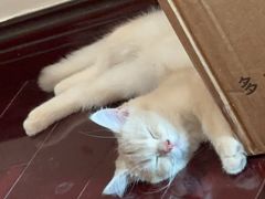 -小猫来了·猫舍(红山六九七九店)