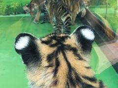 -栾川竹海野生动物园