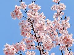 -顾村公园