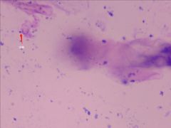 -佳雯宠物医院(金华南路分院)