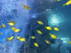 -太平洋海底世界